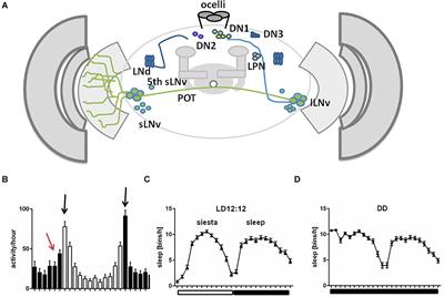 Better Sleep at Night: How Light Influences Sleep in Drosophila